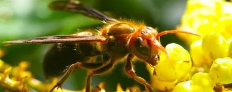 中国大虎头蜂的毒性强吗，毒性极强