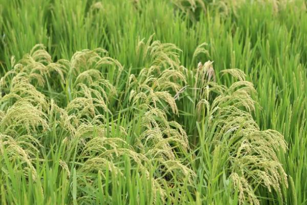 川优817水稻种简介，每亩有效穗数14.3万穗