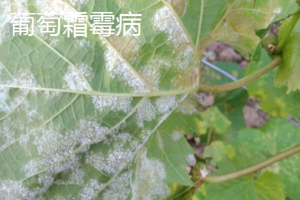 葡萄霜霉病的症状，枝蔓会变褐色而枯死