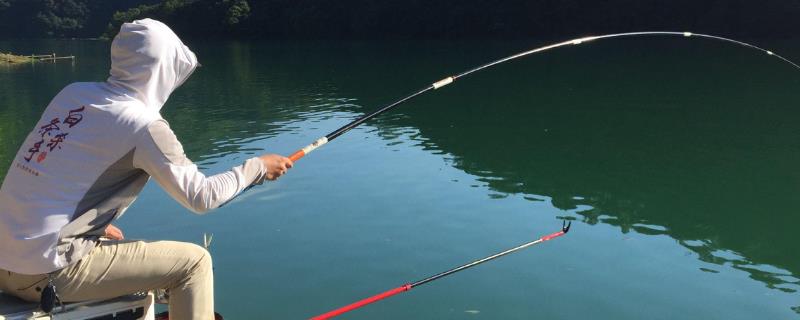 钓鲢鳙的方法，夏季是钓鲢鳙的黄金时间