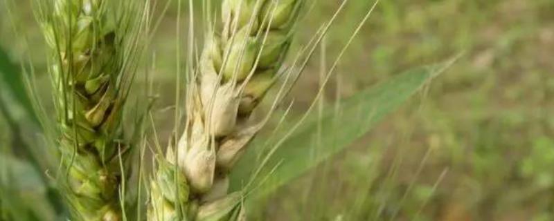 农麦188小麦品种的特性，中抗条锈病