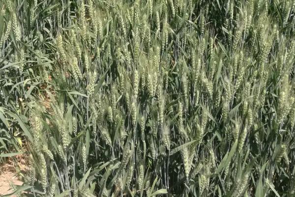 扬麦34小麦品种简介，自然发病鉴定中抗赤霉病