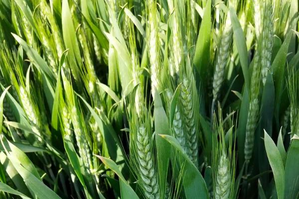 扬麦34小麦品种简介，自然发病鉴定中抗赤霉病
