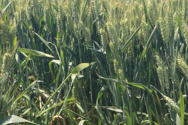 农麦188小麦品种的特性，中抗条锈病