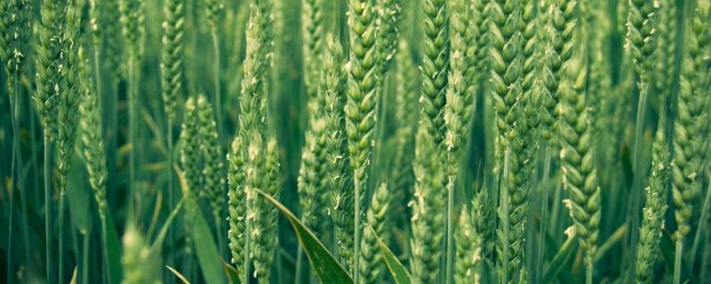 江麦869小麦种简介，半冬性小麦品种