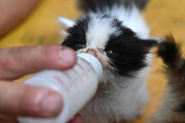如何人工给小猫喂奶，注意不要喂食牛奶