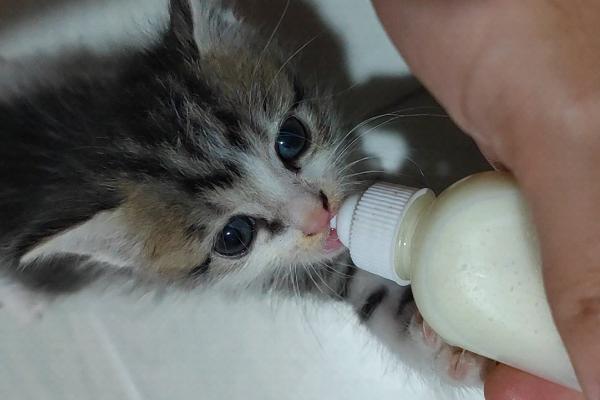 如何人工给小猫喂奶，注意不要喂食牛奶