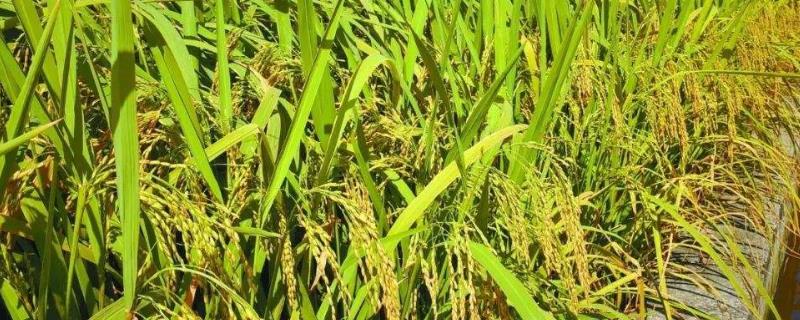 通优粳2号水稻种子特征特性，属三系杂交晚粳稻品种