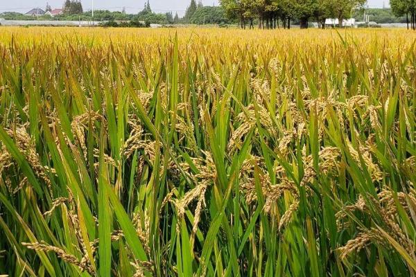 盐稻19号水稻种子简介，每亩基本苗6万~8万