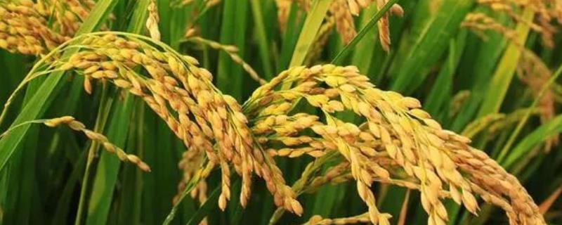 武香糯7368水稻种子简介，每亩1.8万穴