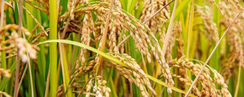 盐稻19号水稻种子简介，每亩基本苗6万~8万