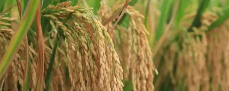 泗稻301水稻种子特征特性，当每亩茎蘖苗达够穗苗时