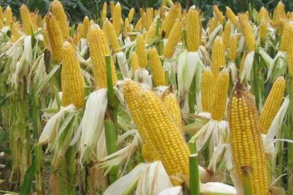 新安34玉米种子介绍，大喇叭口期防治玉米螟