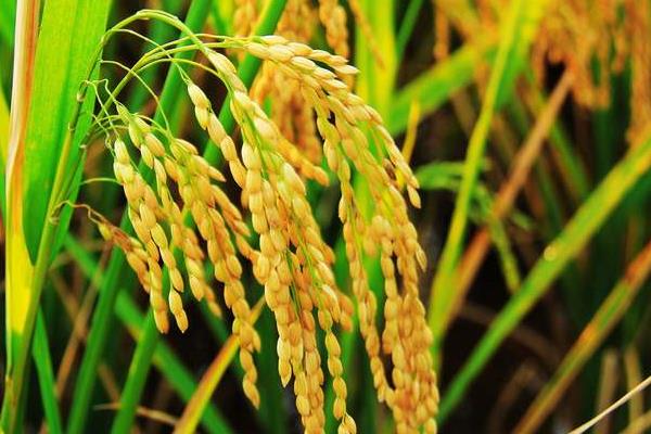 中组53水稻种子简介，该品种株高适中