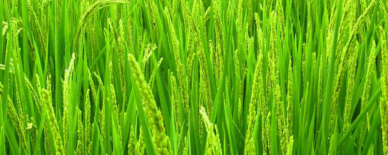 常香粳1813水稻种简介，播种前用药剂浸种