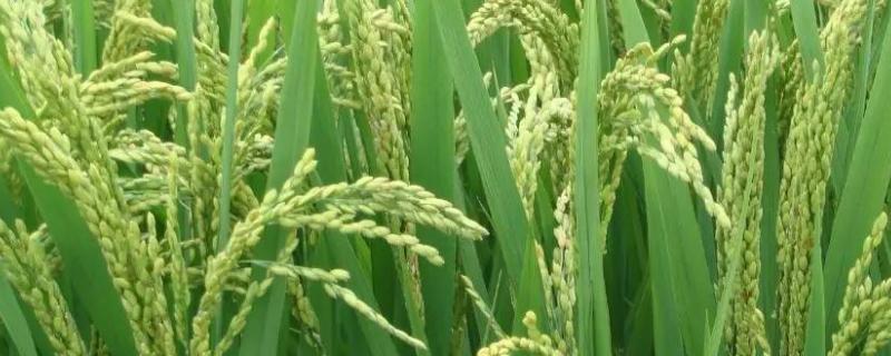 豪粳1号水稻品种简介，全生育期为131.4天