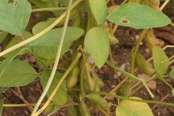 阜豆163大豆种子介绍，中熟夏大豆品种