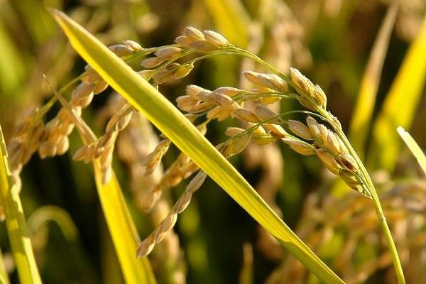 富糯628水稻种子特点，栽插每亩用种量2-3千克