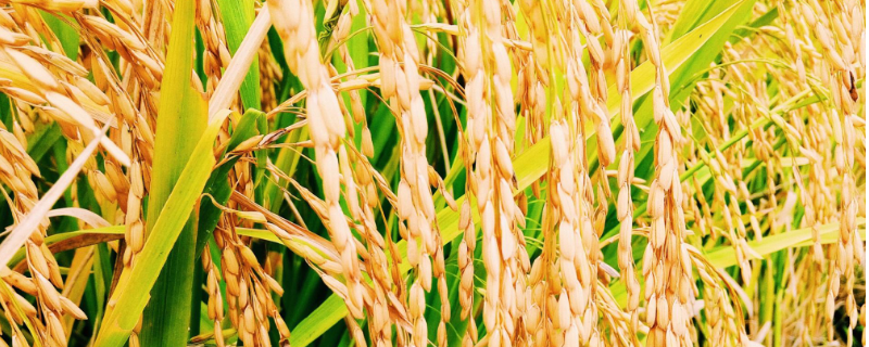 金粳糯6288水稻种子简介，全生育期为152.0天