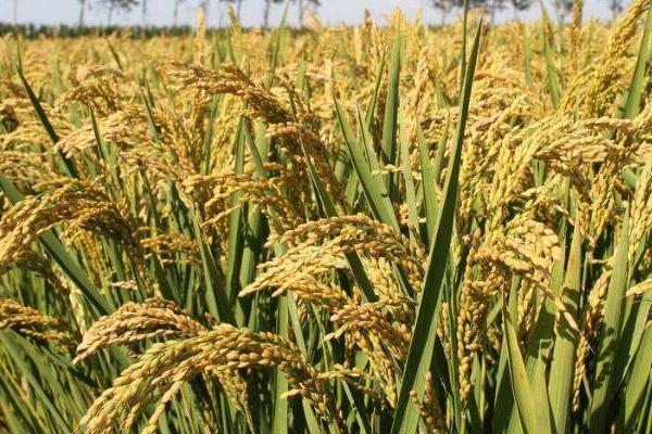 武香糯7368水稻种子简介，每亩1.8万穴