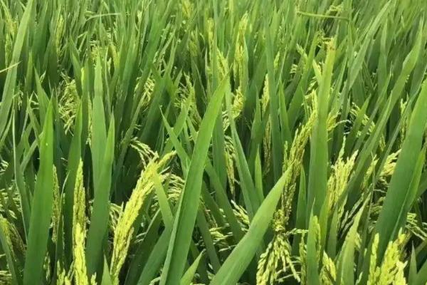 浙大两优宜糖籼1号水稻种子介绍，该品种株高适中