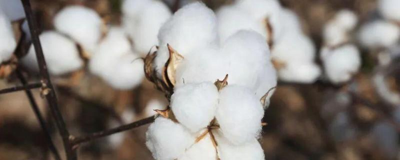 浙大7号棉花种子特点，该品种全生育期117.5天