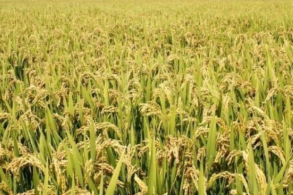 淮两优42水稻种子特点，亩播种量12-15千克