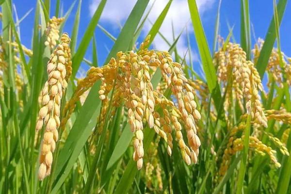 深两优粤禾丝苗水稻种子特征特性，与对照品种（Ⅱ优838）相当