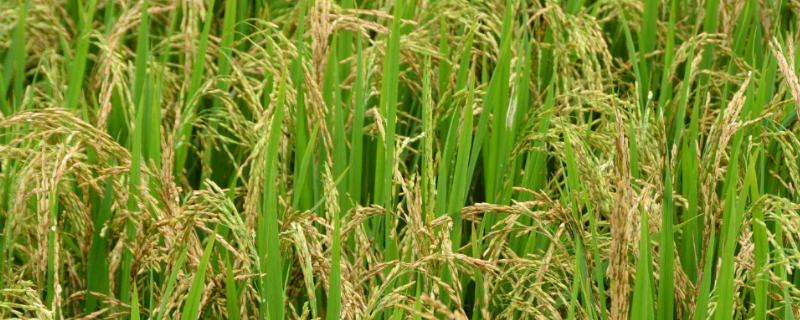 创两优丰占66水稻种简介，全生育期为133.2天