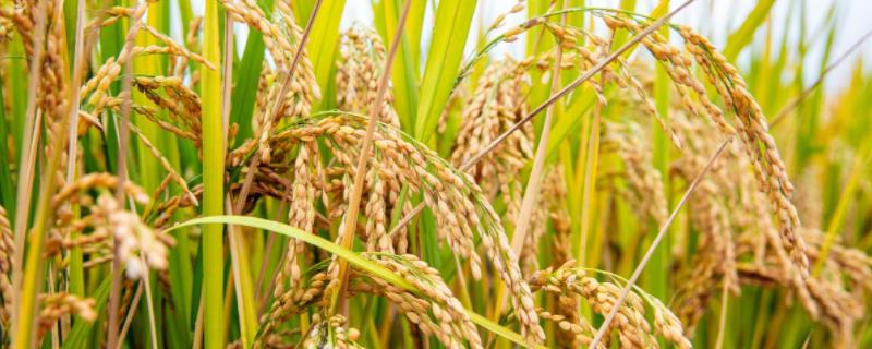 华荃优187水稻种子介绍，特别要注意白叶枯病的防治