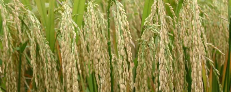 浙大两优168水稻种简介，该品种植株较矮