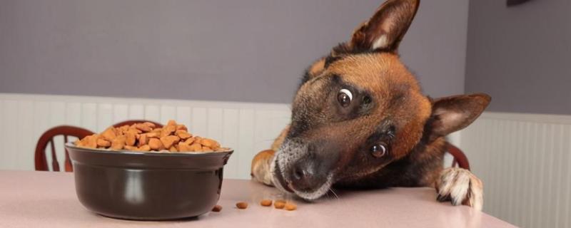 宠物狗的家庭喂养方法，一般喂食商品狗饲料