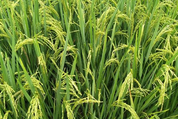 两优8761水稻种子介绍，中籼两系杂交水稻品种