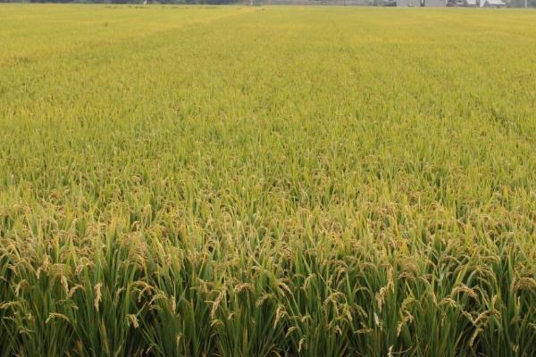 T两优186水稻品种的特性，每亩有效穗数16.7万