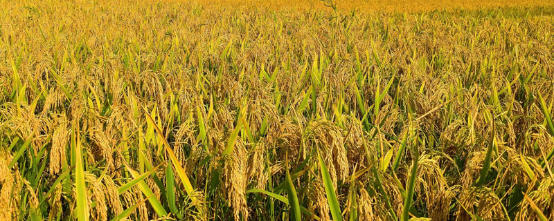 恒丰优712水稻种子简介，每亩有效穗数16.2万
