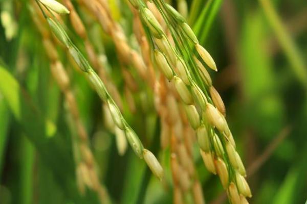 泰谷优466水稻种子介绍，插植密度20厘米×20厘米