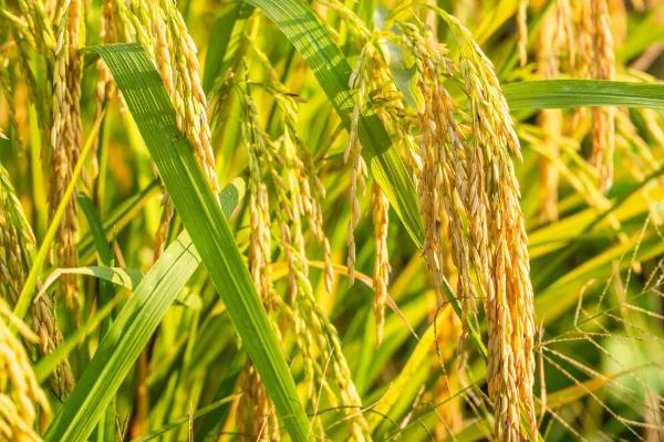 秾谷A水稻种子简介，在福建泰宁6月中下旬播种