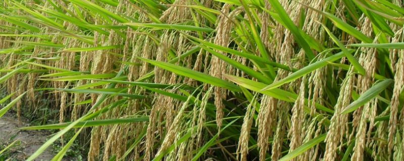 佳谷A水稻品种的特性，早季4月-6月播种
