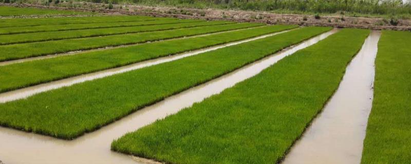 君红丝苗水稻品种简介，每亩有效穗数16.5万