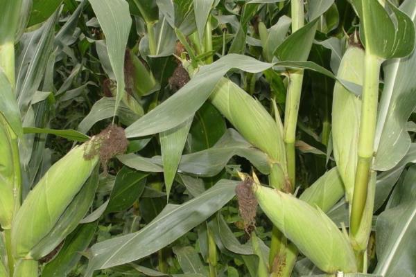 昌甜9312玉米种子介绍，每亩定苗3200株左右