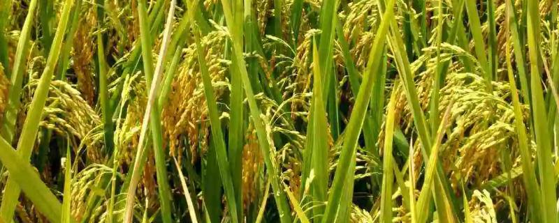 Q优12水稻品种简介，注意及时防治病虫害