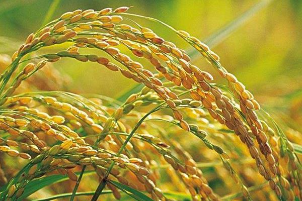 律优308水稻种子特征特性，每亩有效穗数18.9万