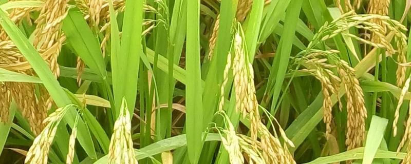 18优华占水稻种子特征特性，一般5月上中旬播种