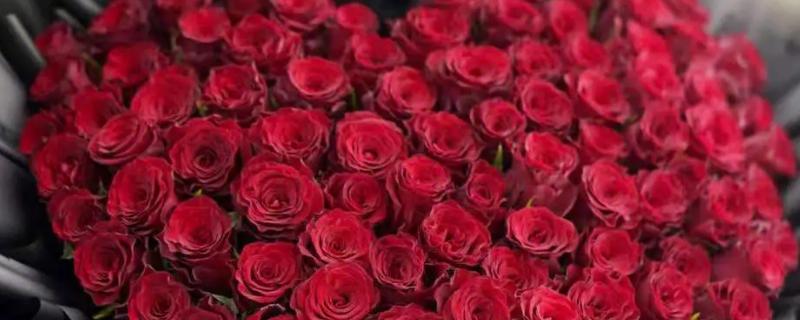 99朵玫瑰代表什么，寓意爱情永久、爱的诺言等