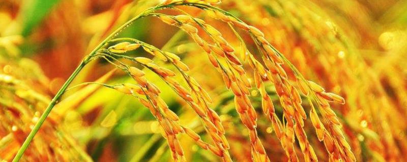 丰山丝苗水稻种子特征特性，作一季晚稻种植于6月初播种