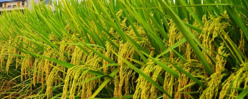 野香优莉丝水稻种子介绍，该品种株型适中