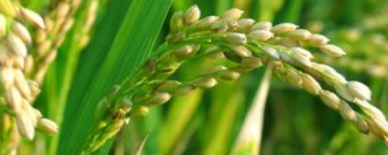 泰两优粤标5号水稻种子特征特性，6月25-30日播种