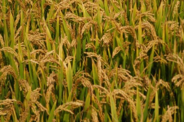 农优133水稻种子简介，该品种株型适中