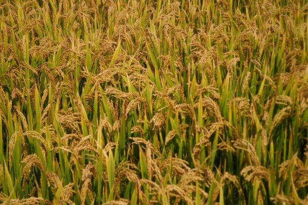 泰两优粤标5号水稻种子特征特性，6月25-30日播种