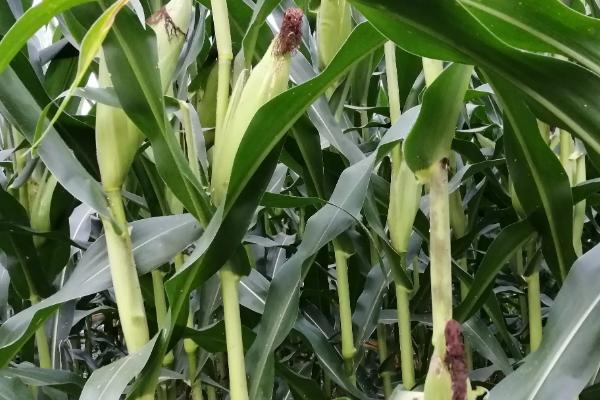 连发405玉米品种简介，每亩适合密度4500株左右